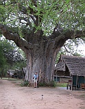 Big tree next to our tent